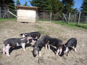 Pigs pigs pigs at Hillside Homestead