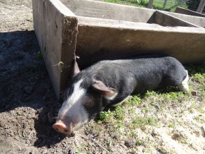 A little nap after lunch