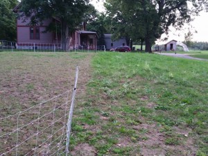sheep grazing example