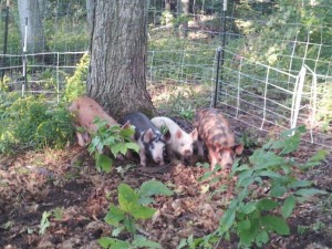Some of the pigs we have raised for our meat CSA!