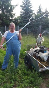 Catching free ranging birds is harder than broilers