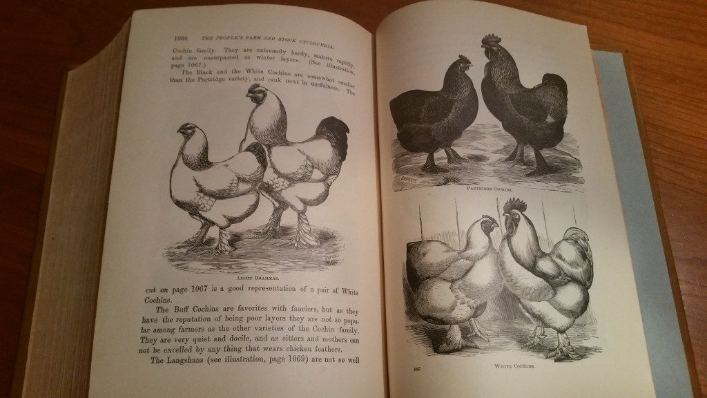 Illustrations of chicken breeds from 1884