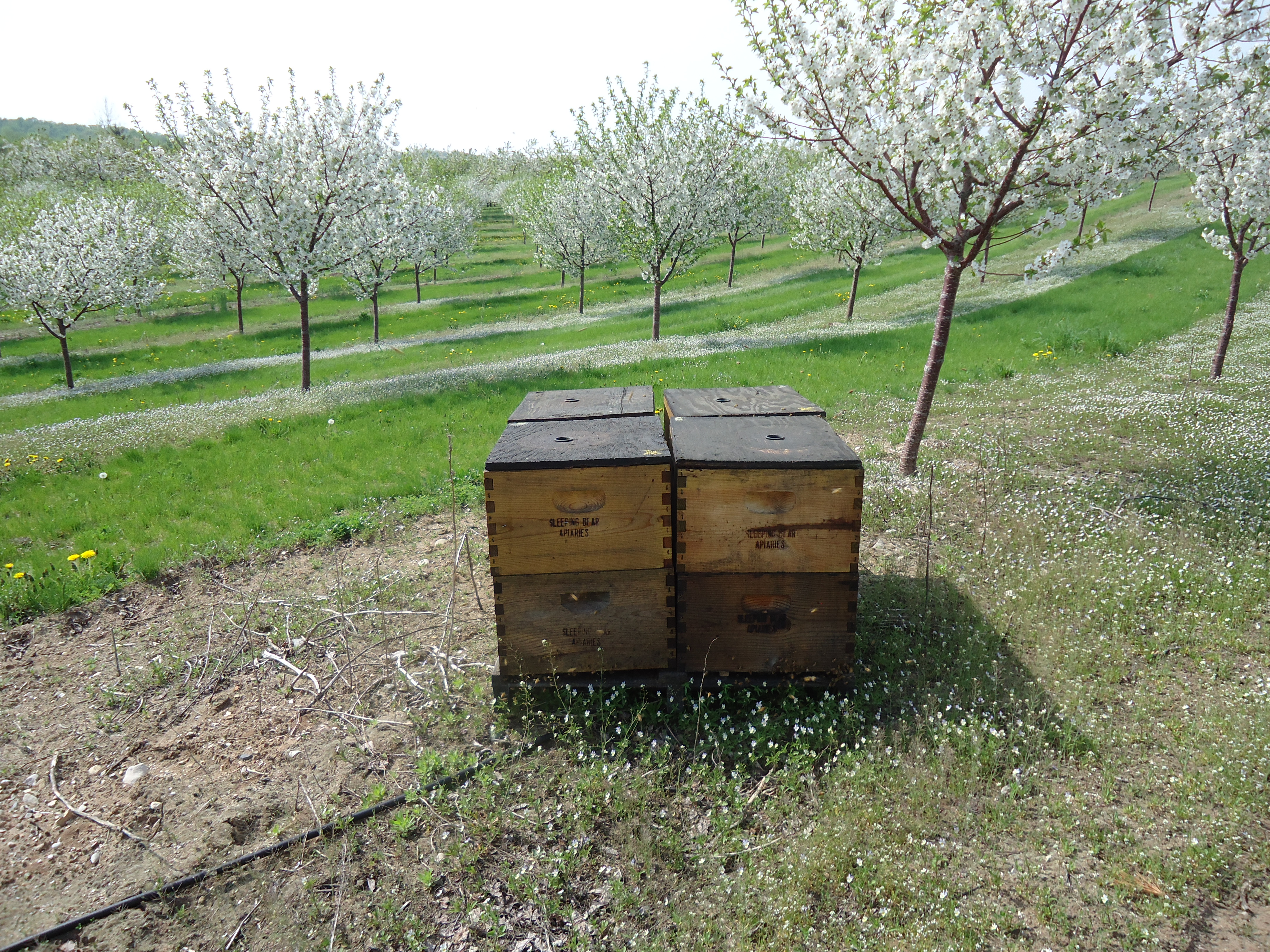 The Fruit growers have to rent bees to ensure pollination. These bees are from Sleeping Bear Apiaries 