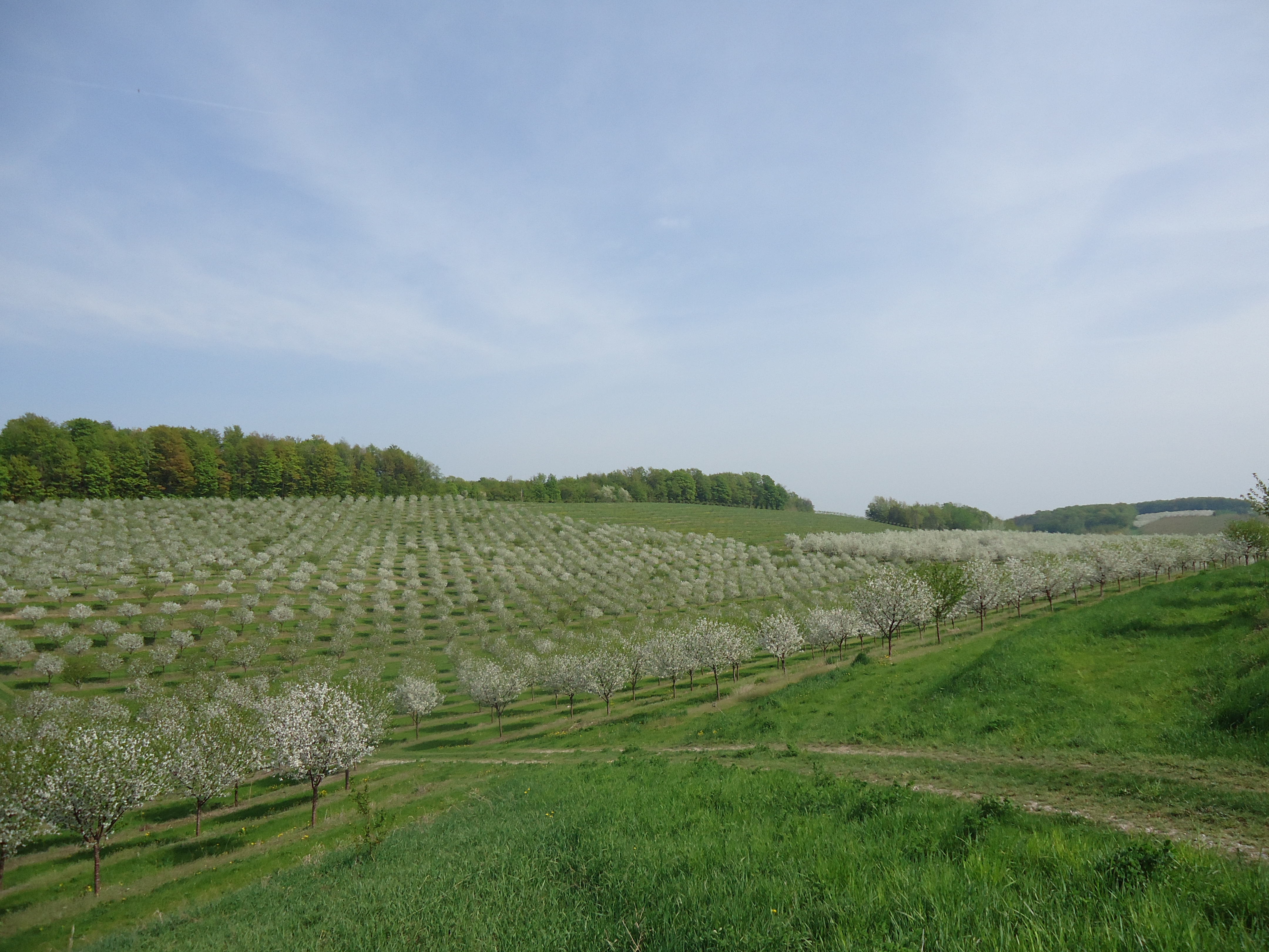 Rows and Rows and Rows of Cherries. This orchard is adjacent to Hillside Homestead