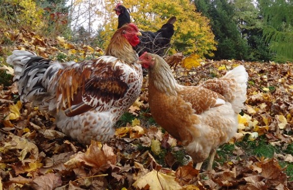 Clark the rooster and Winnie the Broody Hen, before she went broody. At Hillside Homestead in Suttons Bay, Michigan.